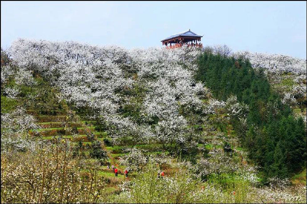 【春天，广西桂林灌阳县向您发出邀请！】我们在灌阳看梨花 - 游山玩水 - 德宏生活社区 - 德宏28生活网 dh.28life.com