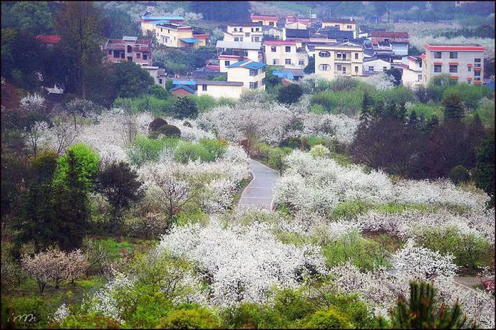 【春天，广西桂林灌阳县向您发出邀请！】我们在灌阳看梨花 - 游山玩水 - 德宏生活社区 - 德宏28生活网 dh.28life.com