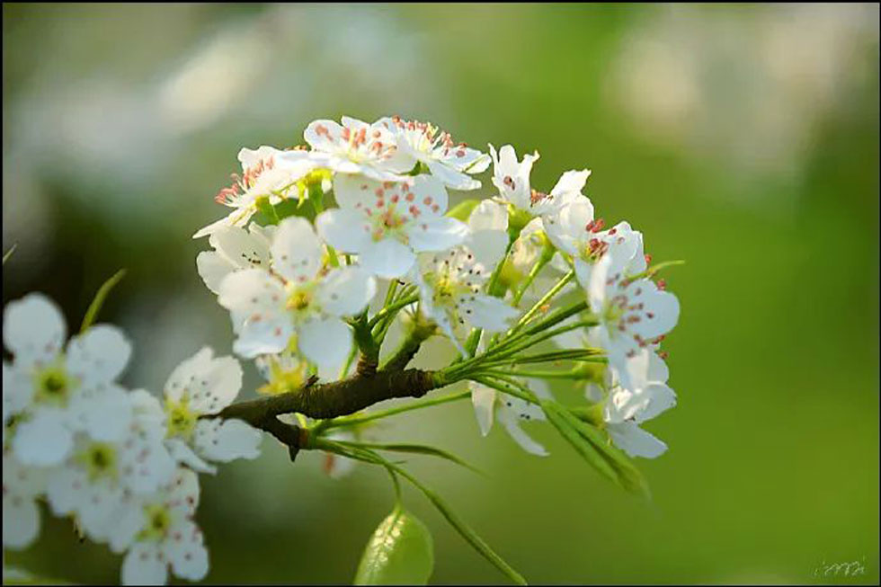 【春天，广西桂林灌阳县向您发出邀请！】我们在灌阳看梨花 - 游山玩水 - 德宏生活社区 - 德宏28生活网 dh.28life.com