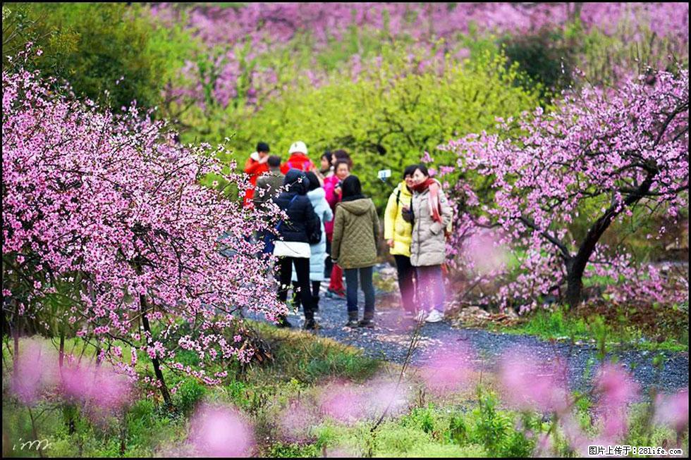 【春天，广西桂林灌阳县向您发出邀请！】官庄村有个醉美的桃花园 - 游山玩水 - 德宏生活社区 - 德宏28生活网 dh.28life.com