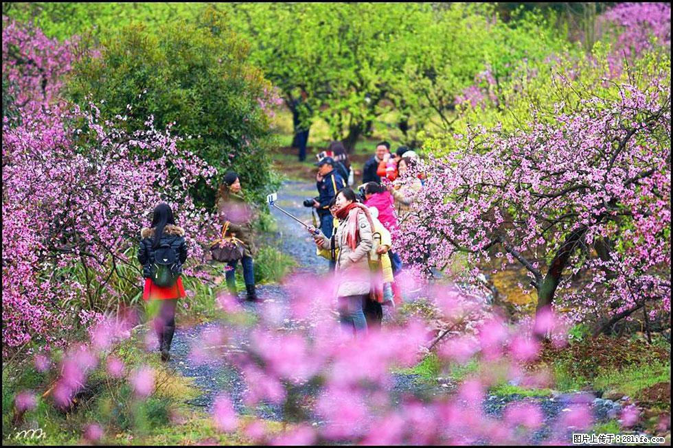 【春天，广西桂林灌阳县向您发出邀请！】官庄村有个醉美的桃花园 - 游山玩水 - 德宏生活社区 - 德宏28生活网 dh.28life.com