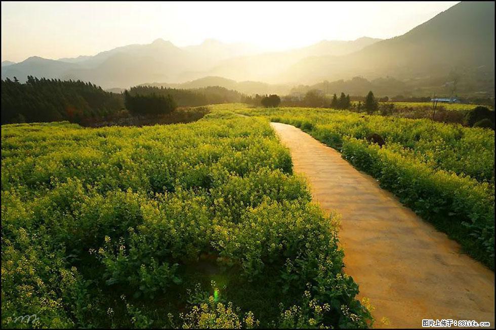 【春天，广西桂林灌阳县向您发出邀请！】长坪村油菜盛情花开 - 游山玩水 - 德宏生活社区 - 德宏28生活网 dh.28life.com