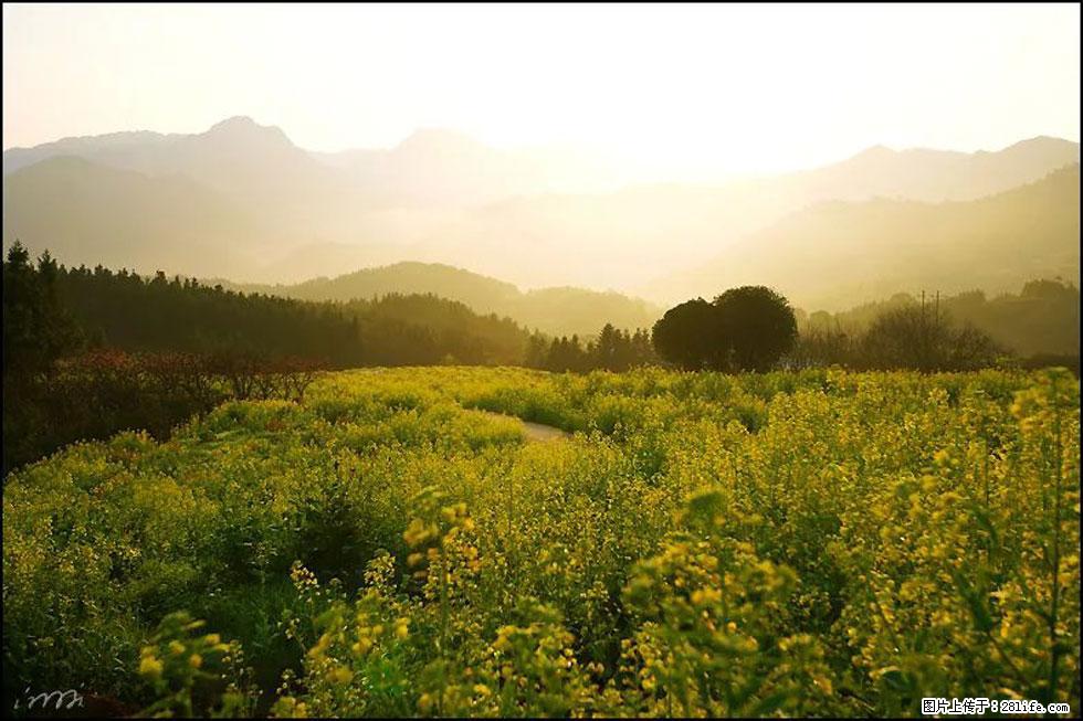 【春天，广西桂林灌阳县向您发出邀请！】长坪村油菜盛情花开 - 游山玩水 - 德宏生活社区 - 德宏28生活网 dh.28life.com