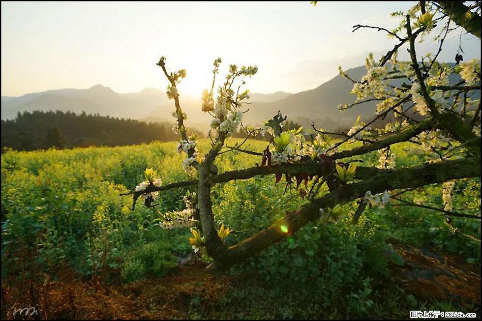 【春天，广西桂林灌阳县向您发出邀请！】长坪村油菜盛情花开 - 游山玩水 - 德宏生活社区 - 德宏28生活网 dh.28life.com