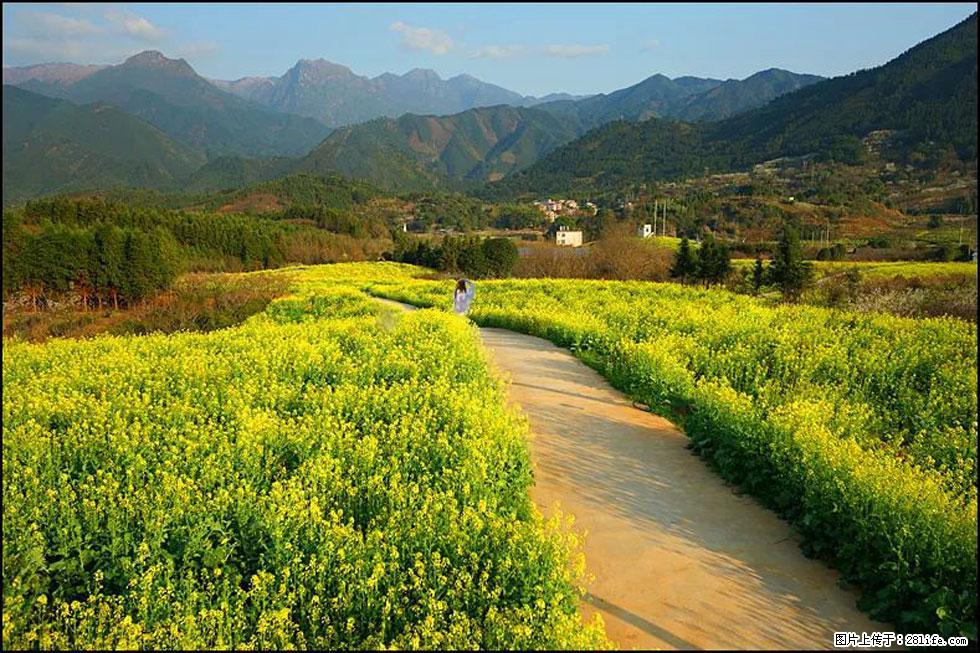 【春天，广西桂林灌阳县向您发出邀请！】长坪村油菜盛情花开 - 游山玩水 - 德宏生活社区 - 德宏28生活网 dh.28life.com