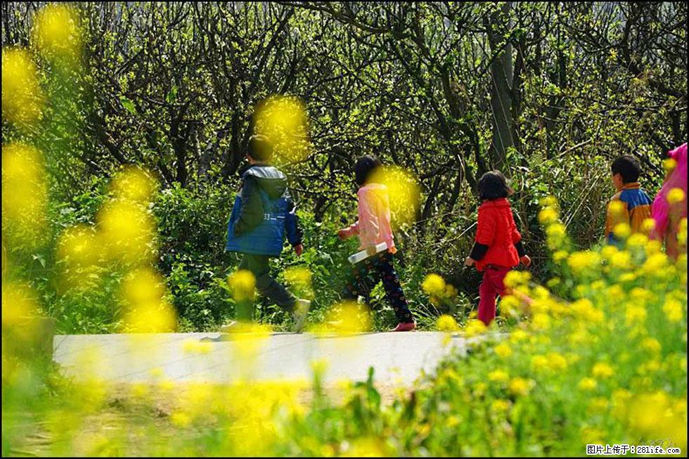【春天，广西桂林灌阳县向您发出邀请！】长坪村油菜盛情花开 - 游山玩水 - 德宏生活社区 - 德宏28生活网 dh.28life.com