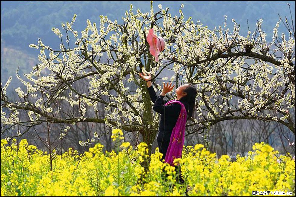 【春天，广西桂林灌阳县向您发出邀请！】长坪村油菜盛情花开 - 游山玩水 - 德宏生活社区 - 德宏28生活网 dh.28life.com