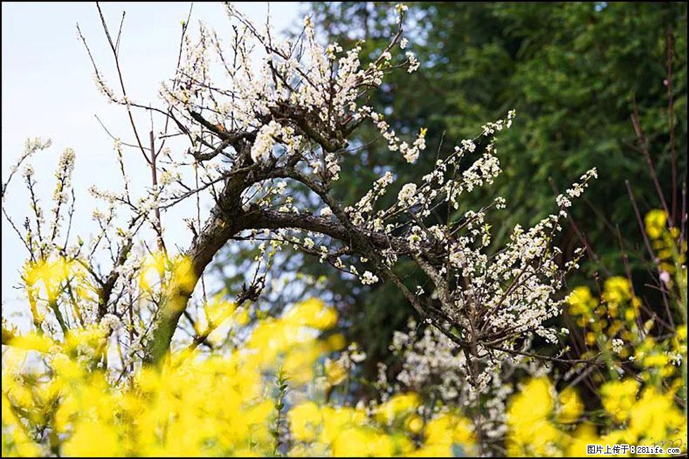 【春天，广西桂林灌阳县向您发出邀请！】长坪村油菜盛情花开 - 游山玩水 - 德宏生活社区 - 德宏28生活网 dh.28life.com