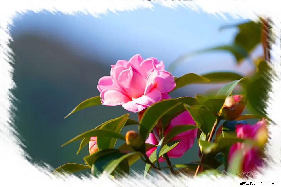 【春天，广西桂林灌阳县向您发出邀请！】杨柳井茶花惹人爱 - 游山玩水 - 德宏生活社区 - 德宏28生活网 dh.28life.com