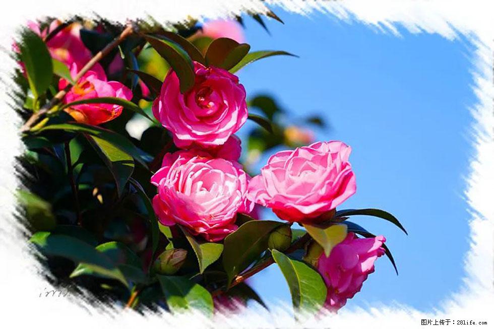 【春天，广西桂林灌阳县向您发出邀请！】杨柳井茶花惹人爱 - 游山玩水 - 德宏生活社区 - 德宏28生活网 dh.28life.com