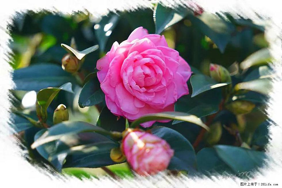 【春天，广西桂林灌阳县向您发出邀请！】杨柳井茶花惹人爱 - 游山玩水 - 德宏生活社区 - 德宏28生活网 dh.28life.com