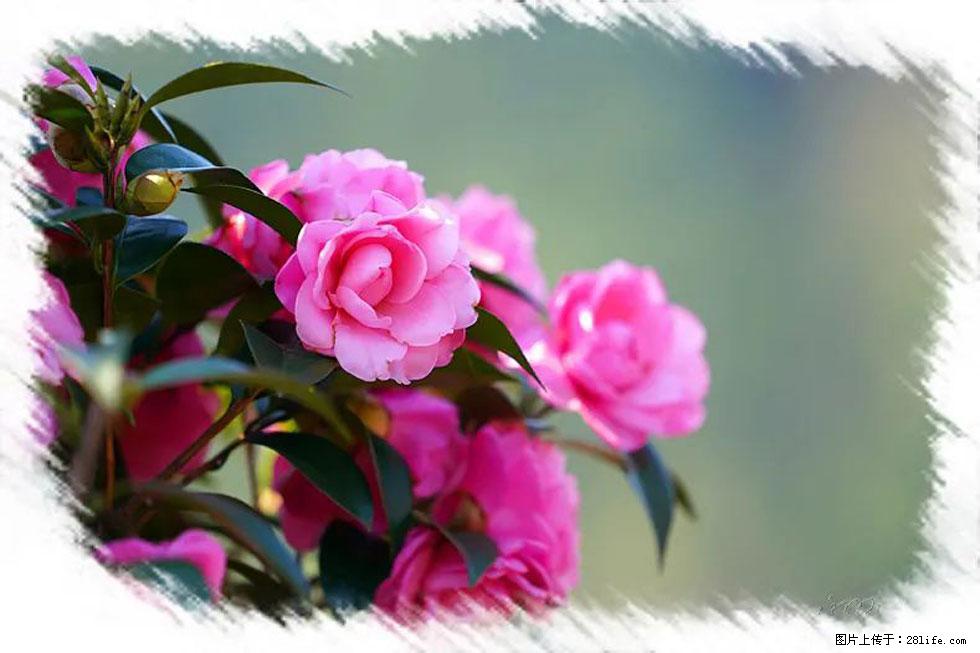 【春天，广西桂林灌阳县向您发出邀请！】杨柳井茶花惹人爱 - 游山玩水 - 德宏生活社区 - 德宏28生活网 dh.28life.com