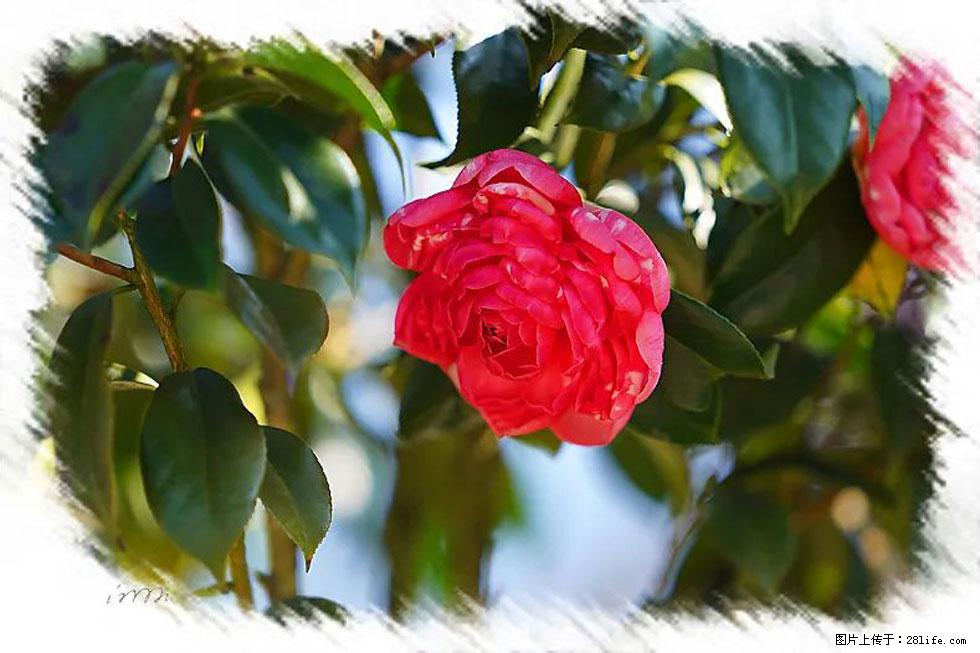 【春天，广西桂林灌阳县向您发出邀请！】杨柳井茶花惹人爱 - 游山玩水 - 德宏生活社区 - 德宏28生活网 dh.28life.com