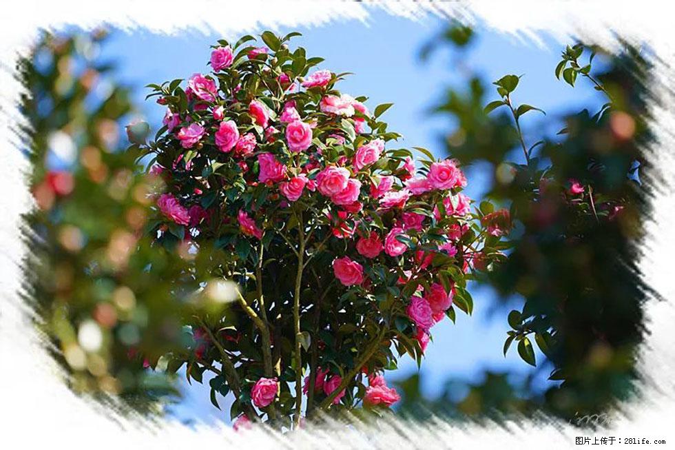 【春天，广西桂林灌阳县向您发出邀请！】杨柳井茶花惹人爱 - 游山玩水 - 德宏生活社区 - 德宏28生活网 dh.28life.com