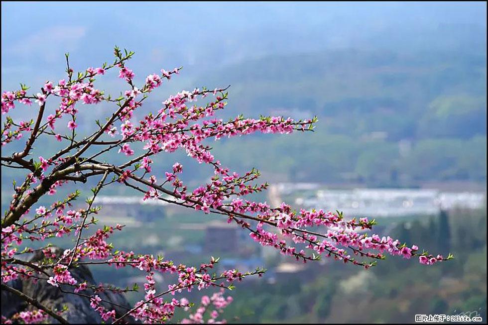 【春天，广西桂林灌阳县向您发出邀请！】望月岭上桃花开 - 游山玩水 - 德宏生活社区 - 德宏28生活网 dh.28life.com