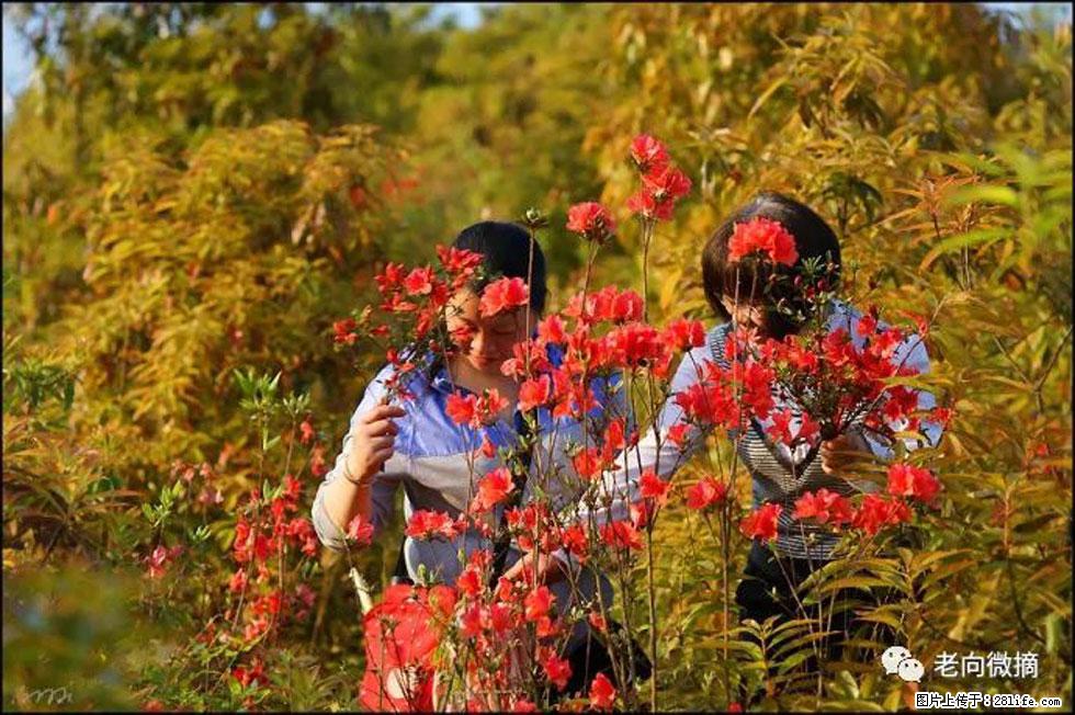 【春天，广西桂林灌阳县向您发出邀请！】登麒麟山，相约映山红 - 游山玩水 - 德宏生活社区 - 德宏28生活网 dh.28life.com