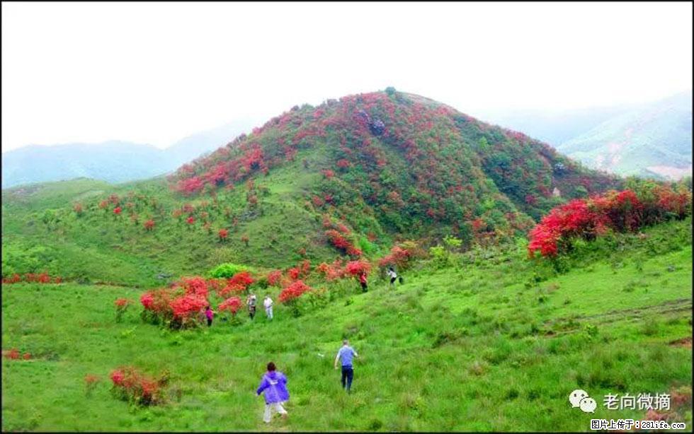 【春天，广西桂林灌阳县向您发出邀请！】宝盖山上映山红 - 游山玩水 - 德宏生活社区 - 德宏28生活网 dh.28life.com