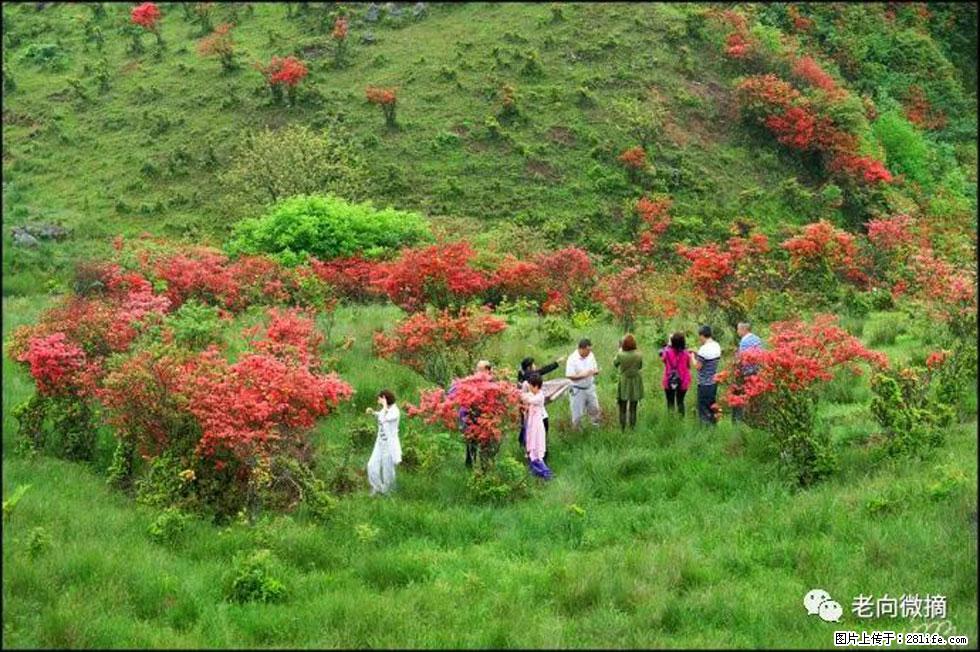 【春天，广西桂林灌阳县向您发出邀请！】宝盖山上映山红 - 游山玩水 - 德宏生活社区 - 德宏28生活网 dh.28life.com