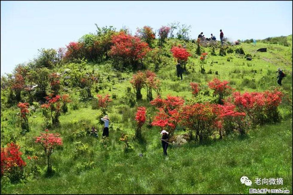 【春天，广西桂林灌阳县向您发出邀请！】宝盖山上映山红 - 游山玩水 - 德宏生活社区 - 德宏28生活网 dh.28life.com