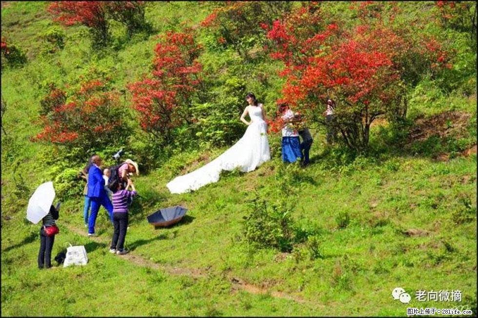 【春天，广西桂林灌阳县向您发出邀请！】宝盖山上映山红 - 游山玩水 - 德宏生活社区 - 德宏28生活网 dh.28life.com