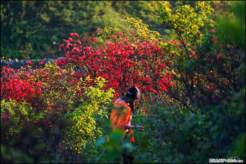 【春天，广西桂林灌阳县向您发出邀请！】春木界上映山红 - 游山玩水 - 德宏生活社区 - 德宏28生活网 dh.28life.com