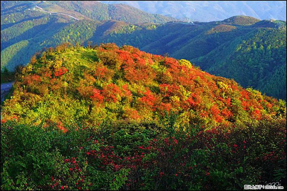 【春天，广西桂林灌阳县向您发出邀请！】春木界上映山红 - 游山玩水 - 德宏生活社区 - 德宏28生活网 dh.28life.com