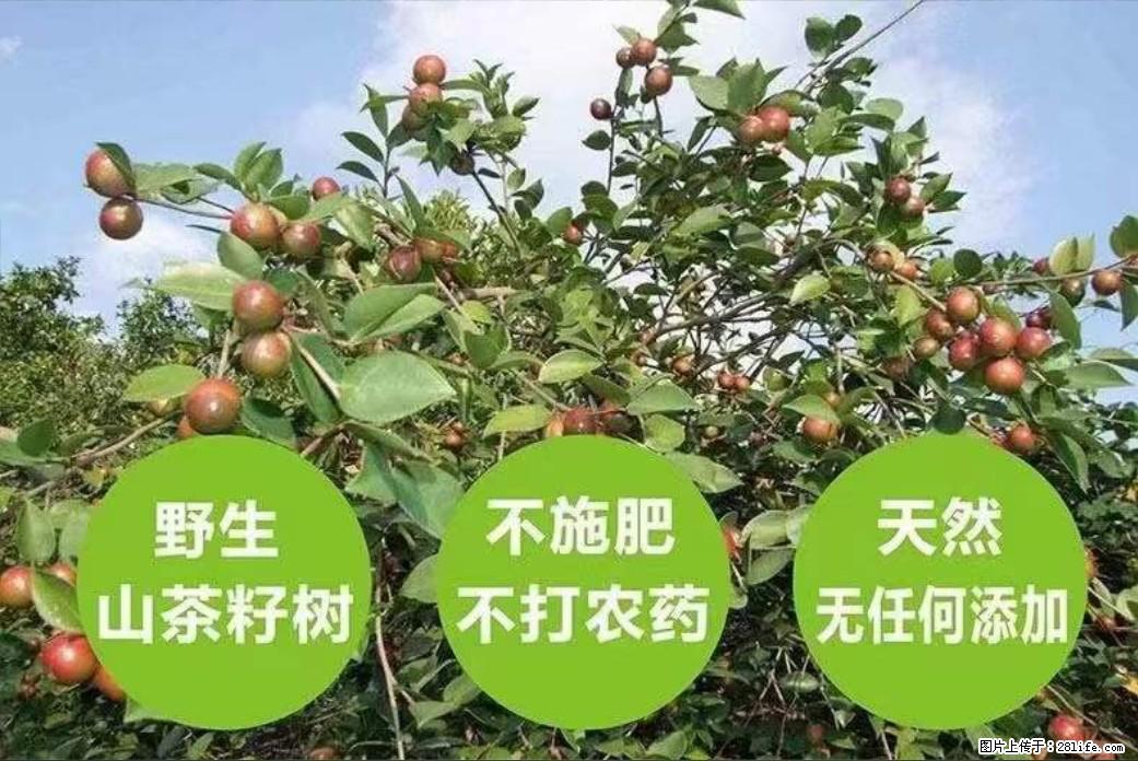 【灌阳县油茶产业示范区】一个有着充实的精神生活的人,对待身外之物自会有一种淡泊的态度 - 美食天地 - 德宏生活社区 - 德宏28生活网 dh.28life.com