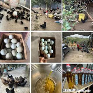 油茶园从小鸡仔开始养起的纯土鸡、土鸡蛋可以预定啦！还有前几天刚榨的纯山茶油哦 - 德宏28生活网 dh.28life.com