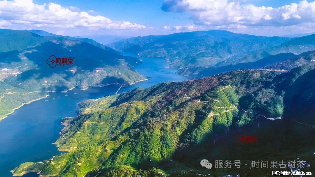 时间果百年古树龙珠普洱生茶 - 购物交流 - 德宏生活社区 - 德宏28生活网 dh.28life.com