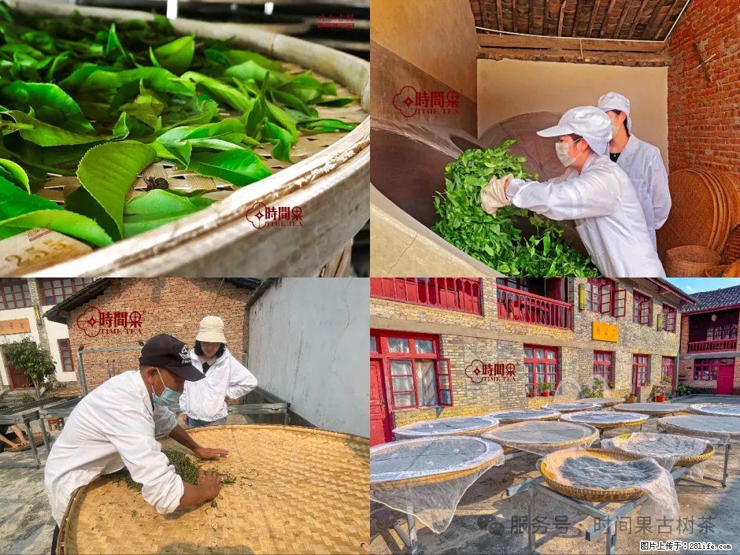 时间果百年古树龙珠普洱生茶 - 购物交流 - 德宏生活社区 - 德宏28生活网 dh.28life.com