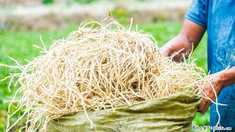 堪称“最难吃”的蔬菜,却是 “抗辐射神器”,还能护肺、清热、止咳化痰! - 德宏生活资讯 - 德宏28生活网 dh.28life.com