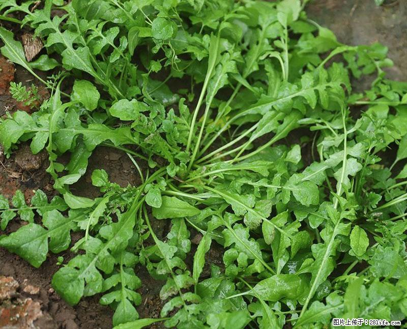 这些蔬菜是“天然钙片”，这6种被医生重点推荐 - 德宏生活资讯 - 德宏28生活网 dh.28life.com