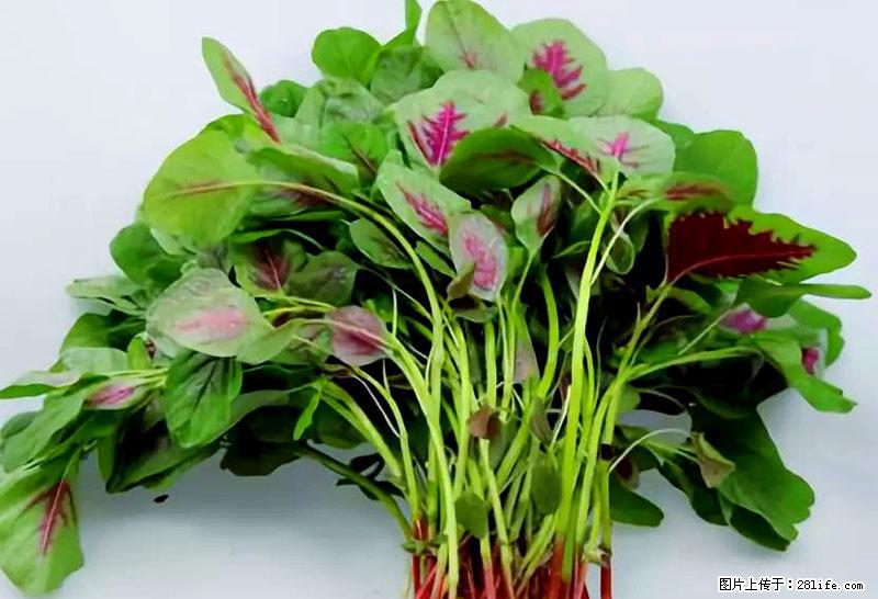 这些蔬菜是“天然钙片”，这6种被医生重点推荐 - 德宏生活资讯 - 德宏28生活网 dh.28life.com