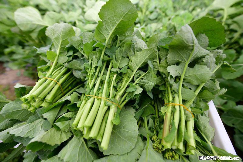 这些蔬菜是“天然钙片”，这6种被医生重点推荐 - 德宏生活资讯 - 德宏28生活网 dh.28life.com